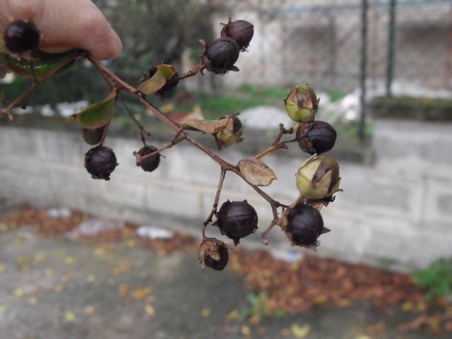 Cultivar di Lagerstroemia indica L.